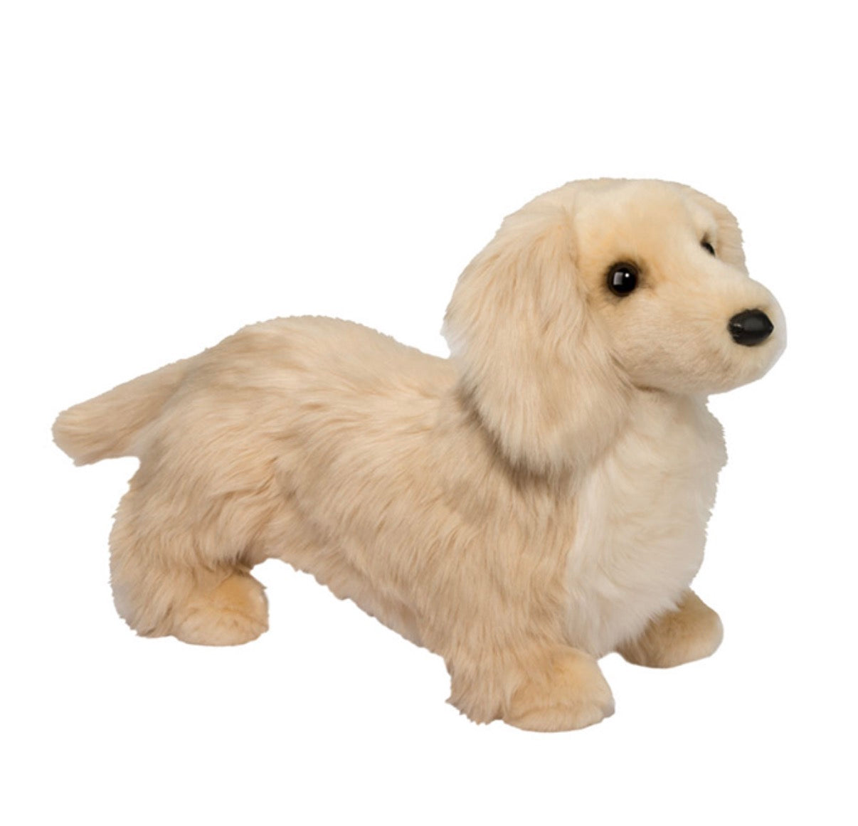 Haisley Golden Dachshund